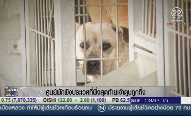 ศูนย์พักพิง "ประเวศ" ที่พึ่งสุดท้ายเจ้าตูบถูกทิ้ง