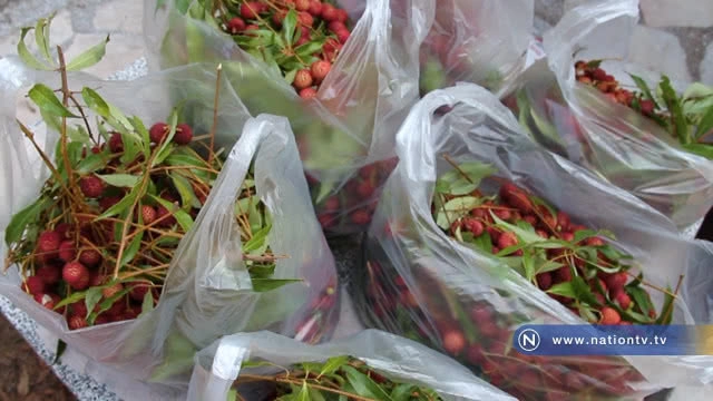 เที่ยวสวนเกษตรผสมผสาน "ชิมลิ้นจี้ไร้เมล็ด" ไร่ภูแสงดาว