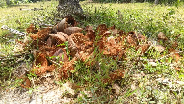 เจ้าของสวนมะพร้าว ทำ "หุ่นผีกันโจร" หลังจากถูกโจรเข้ามาขโมย