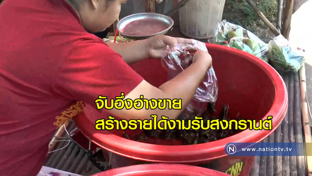 จับอึ่งอ่างขายสร้างรายได้งามรับสงกรานต์