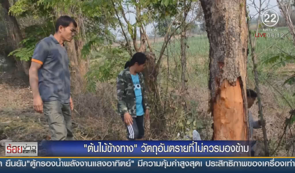 "ต้นไม้ข้างทาง" วัตถุอันตรายที่ไม่ควรมองข้าม
