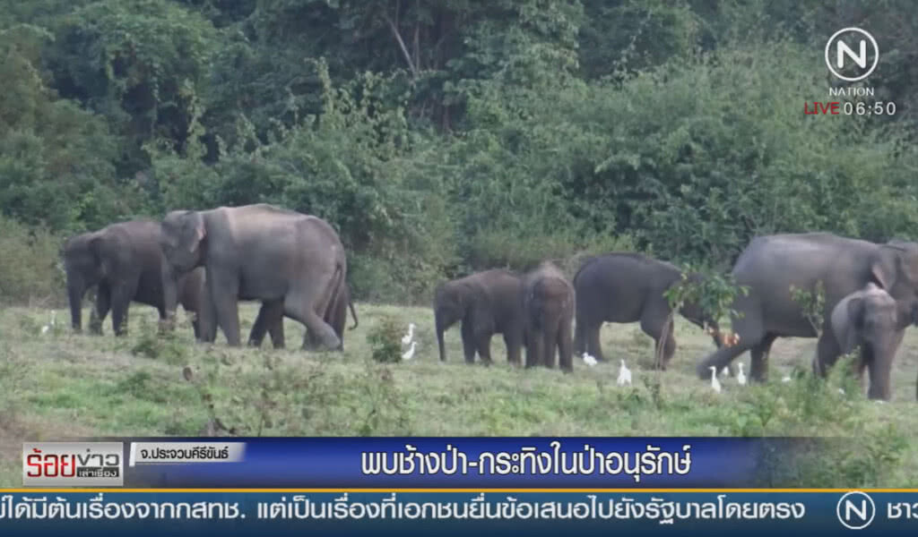 พบช้างป่า-กระทิง ในป่าอนุรักษ์ พบช้างป่า-กระทิง ในป่าอนุรักษ์