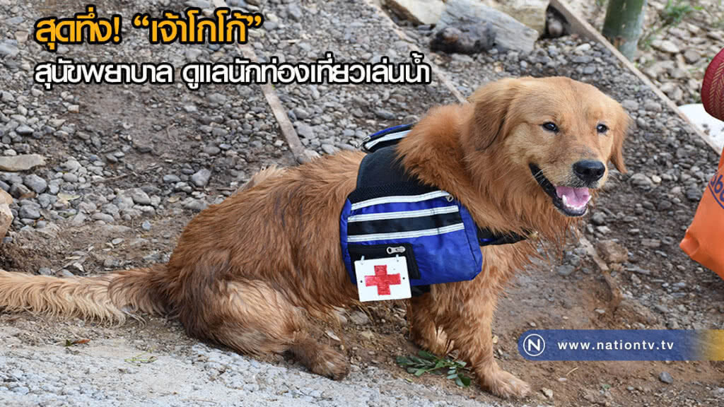 ทึ่ง! "เจ้าโกโก้" สุนัขพยาบาล ดูแลนักท่องเที่ยวเล่นน้ำ