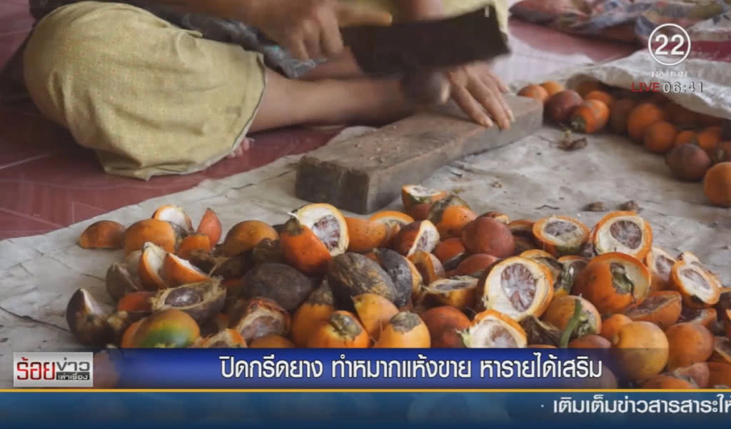 ปิดกรีดยาง ทำหมากแห้งขาย หารายได้เสริม