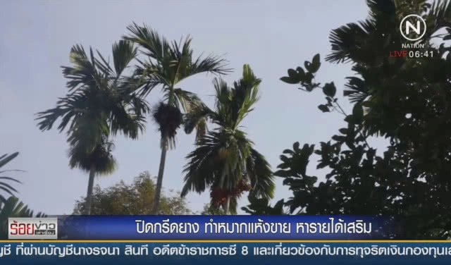 ปิดกรีดยาง ทำหมากแห้งขาย หารายได้เสริม