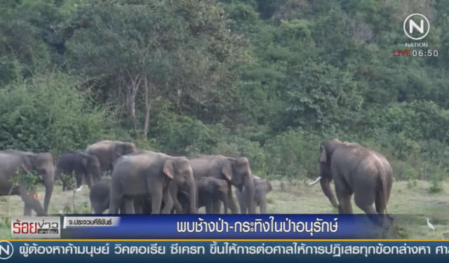 พบช้างป่า-กระทิง ในป่าอนุรักษ์