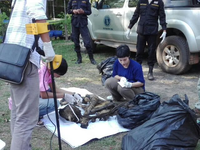 รวบอีก! 2 พราน ล่ากระทิงในป่าดง ชำแหละเนื้อขาย ส่วนซากถูกฝังอำพราง