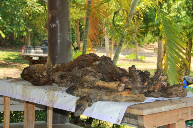 รวบอีก! 2 พราน ล่ากระทิงในป่าดง ชำแหละเนื้อขาย ส่วนซากถูกฝังอำพราง