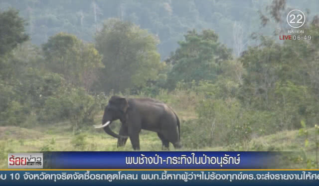 พบช้างป่า-กระทิง ในป่าอนุรักษ์