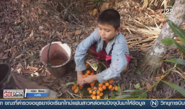 ปิดกรีดยาง ทำหมากแห้งขาย หารายได้เสริม