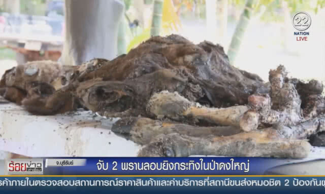 จับ 2 พรานลอบยิงกระทิงในป่าดงใหญ่