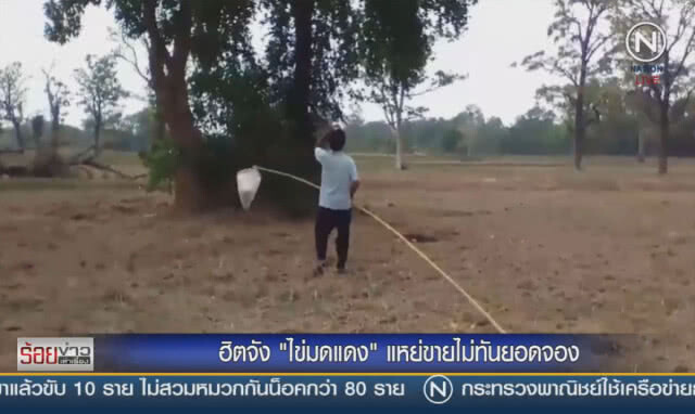 ฮิตจัง ! "ไข่มดแดง" แหย่ขายไม่ทันยอดจอง