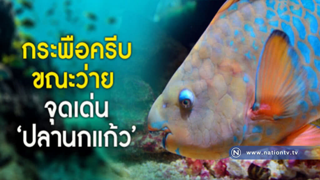 กระพือครีบขณะว่าย จุดเด่น"ปลานกแก้ว" 