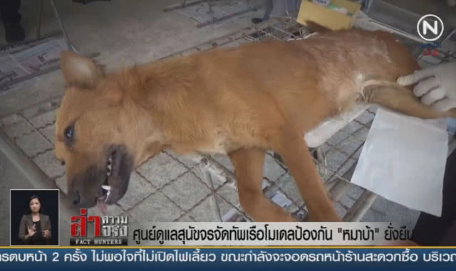 ศูนย์ดูแลสุนัขจรจัดทัพเรือ โมเดลป้องกัน "หมาบ้า" ยั่งยืน