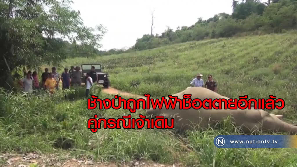 ช้างป่าถูกไฟฟ้าช็อตตายอีกแล้ว คู่กรณีเจ้าเดิม