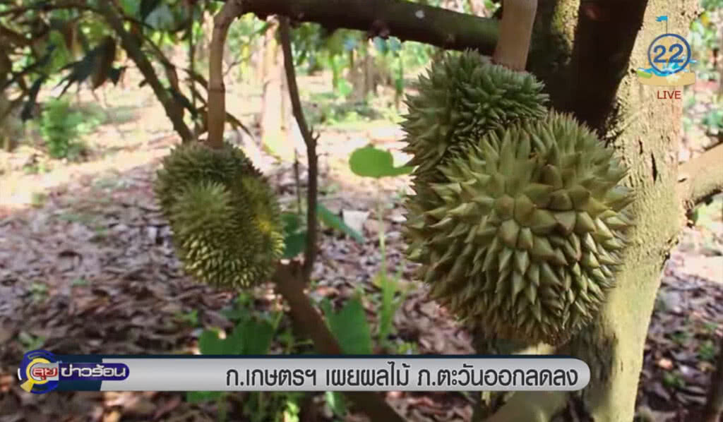 ก.เกษตรฯ เผยผลไม้ภาคตะวันออกลดลง ก.เกษตรฯ เผยผลไม้ภาคตะวันออกลดลง