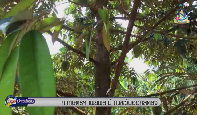 ก.เกษตรฯ เผยผลไม้ภาคตะวันออกลดลง