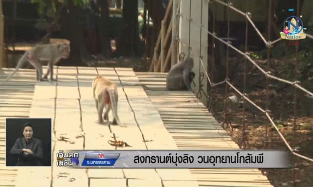 สงกรานต์บุ่งลิง วนอุทยานโกสัมพี