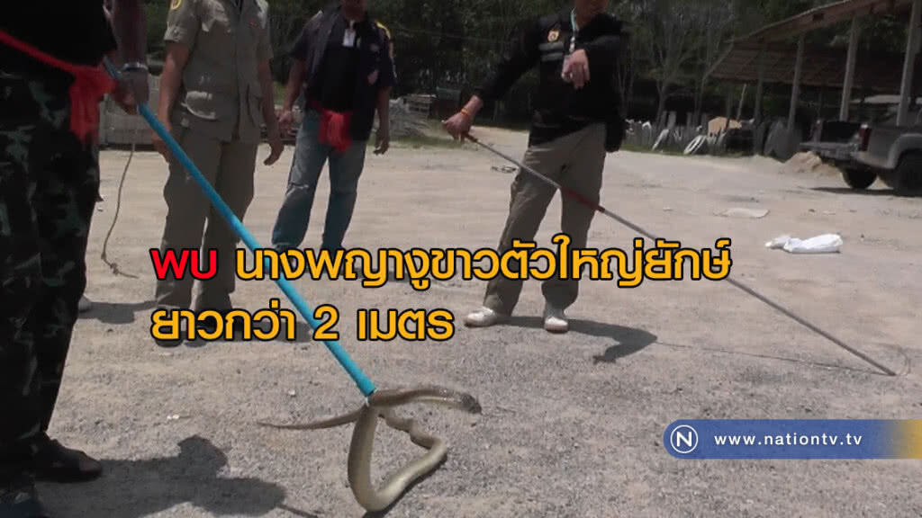 ผงะ!! พบนางพญางูขาว ใหญ่ยักษ์ยาวกว่า 2 เมตร ผงะ!! พบนางพญางูขาว ใหญ่ยักษ์ยาวกว่า 2 เมตร