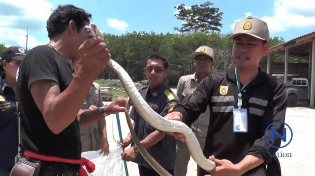 ผงะ! งูเห่าดอกจัน เพศเมีย สีขาว ขู่ฟ่อๆ เสียงดัง
ใหญ่ยักษ์ยาวกว่า 2 เมตร ชาวบ้านเชื่อเป็น"พญางูขาว"