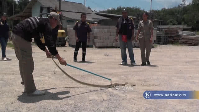 ผงะ! งูเห่าดอกจัน เพศเมีย สีขาว ขู่ฟ่อๆ เสียงดัง
ใหญ่ยักษ์ยาวกว่า 2 เมตร ชาวบ้านเชื่อเป็น"พญางูขาว"