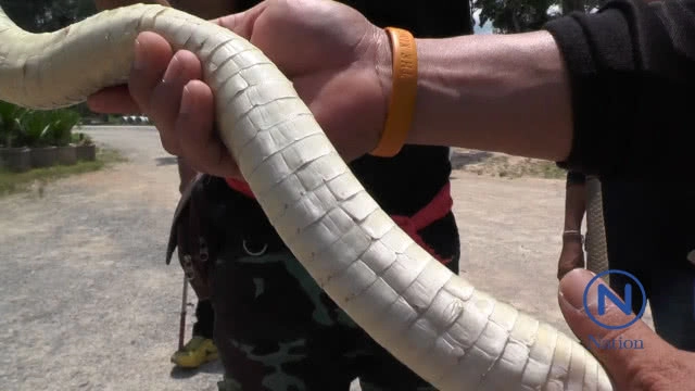 ผงะ! งูเห่าดอกจัน เพศเมีย สีขาว ขู่ฟ่อๆ เสียงดัง
ใหญ่ยักษ์ยาวกว่า 2 เมตร ชาวบ้านเชื่อเป็น"พญางูขาว"