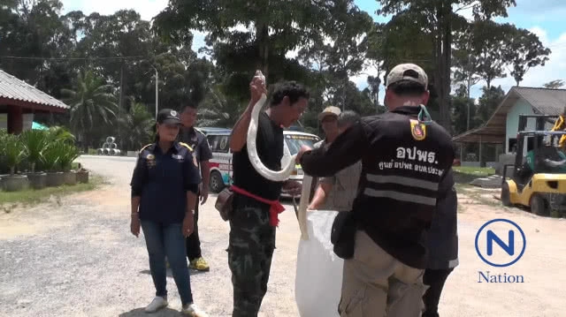 ผงะ! งูเห่าดอกจัน เพศเมีย สีขาว ขู่ฟ่อๆ เสียงดัง
ใหญ่ยักษ์ยาวกว่า 2 เมตร ชาวบ้านเชื่อเป็น"พญางูขาว"