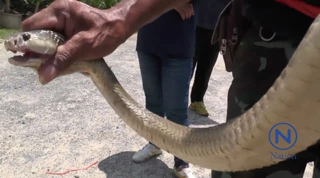 ผงะ! งูเห่าดอกจัน เพศเมีย สีขาว ขู่ฟ่อๆ เสียงดัง
ใหญ่ยักษ์ยาวกว่า 2 เมตร ชาวบ้านเชื่อเป็น"พญางูขาว"