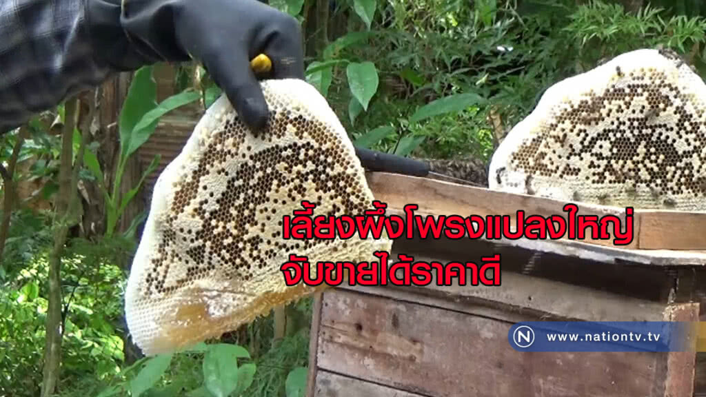 "เลี้ยงผึ้งโพรง" แปลงใหญ่จับขายได้ราคาดี