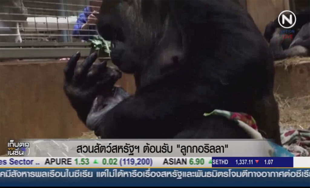 (คลิปข่าว) สวนสัตว์สหรัฐต้อนรับลูกกอริลลา (คลิปข่าว) สวนสัตว์สหรัฐต้อนรับลูกกอริลลา