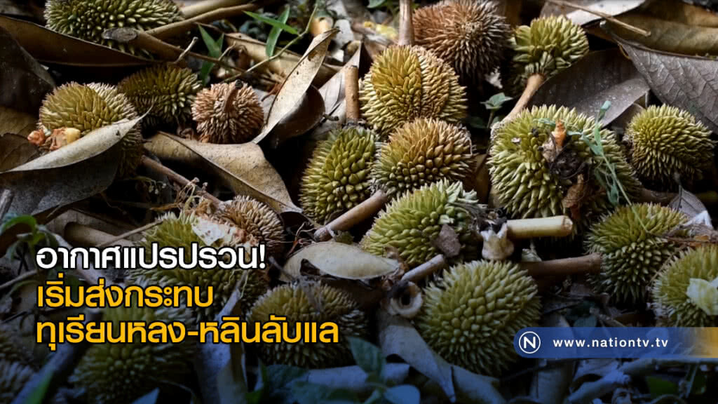 อากาศแปรปรวน เริ่มส่งกระทบทุเรียนหลง-หลินลับแล
