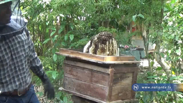 "เลี้ยงผึ้งโพรง" แปลงใหญ่จับขายได้ราคาดี