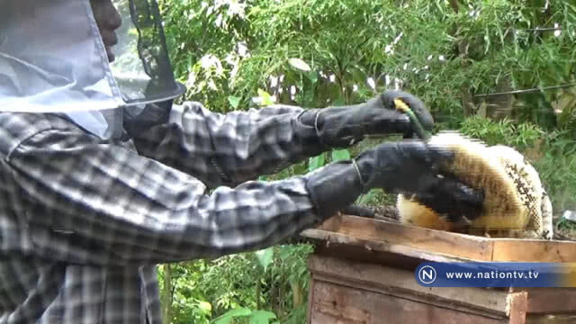 "เลี้ยงผึ้งโพรง" แปลงใหญ่จับขายได้ราคาดี