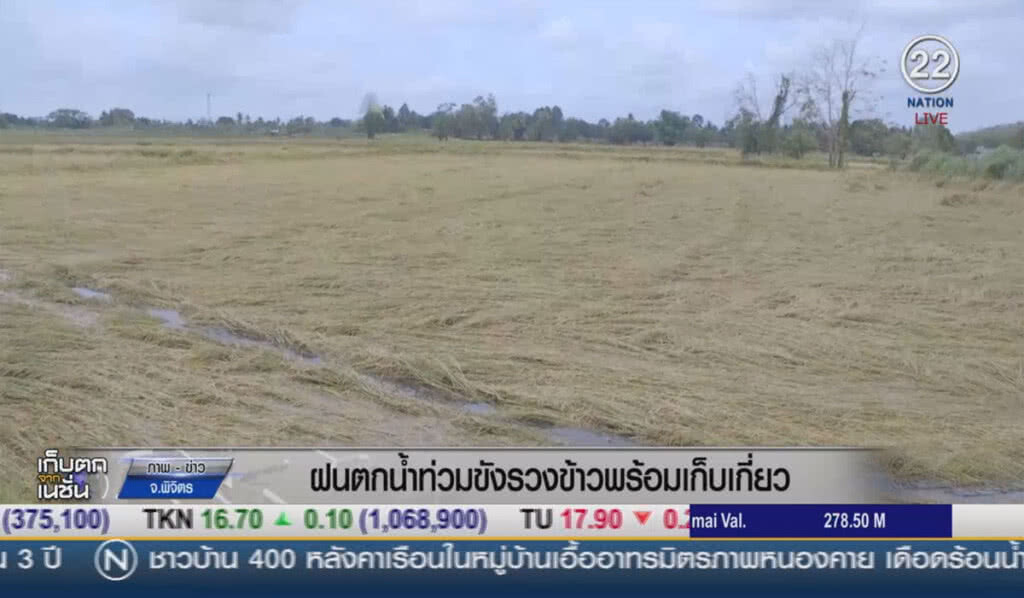 (คลิปข่าว) ฝนตกน้ำท่วมขังรวงข้าว พร้อมเก็บเกี่ยว (คลิปข่าว) ฝนตกน้ำท่วมขังรวงข้าว พร้อมเก็บเกี่ยว