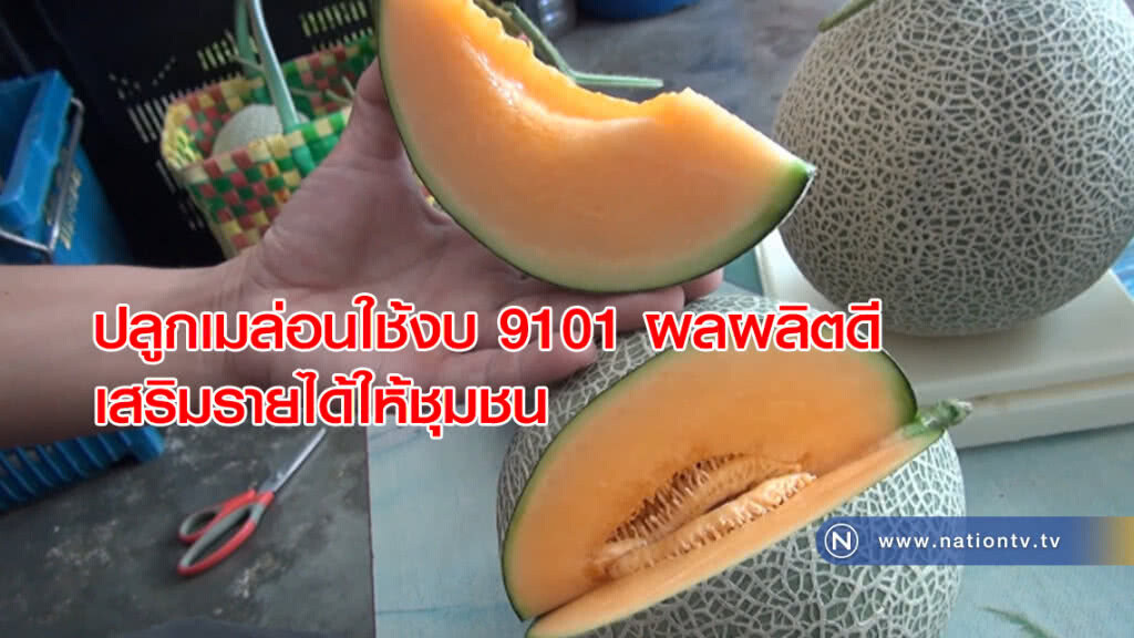 เบตงปลูกเมล่อนใช้งบ 9101 ผลผลิตดีสร้างรายได้ให้ชุมชน เบตงปลูกเมล่อนใช้งบ 9101 ผลผลิตดีสร้างรายได้ให้ชุมชน