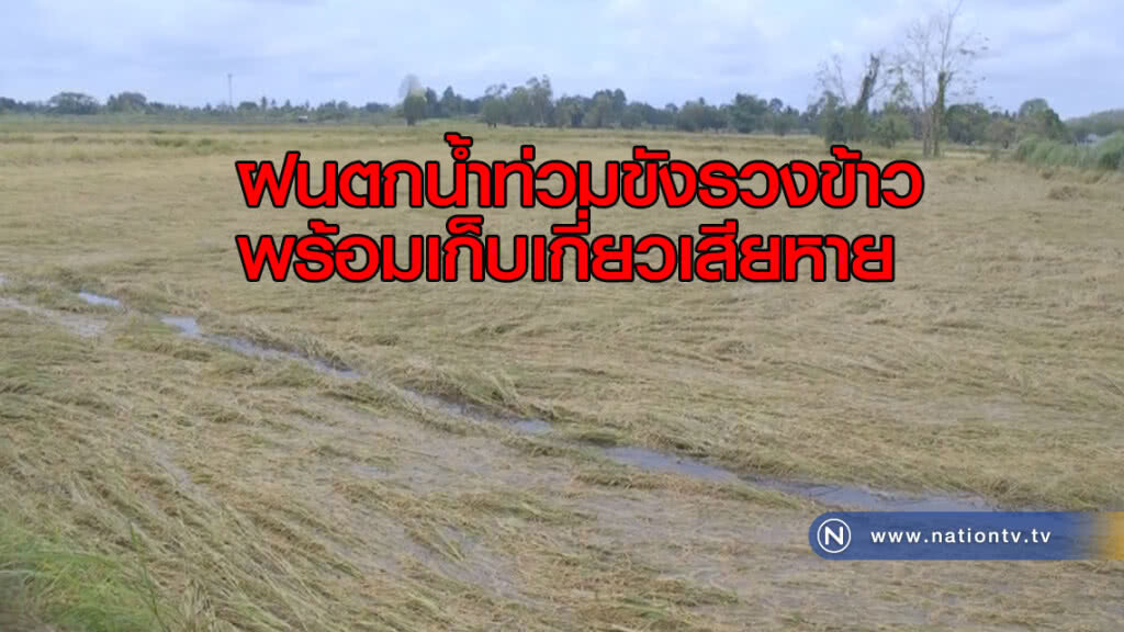 ฝนตก "น้ำท่วมขัง" รวงข้าวพร้อมเก็บเกี่ยว ฝนตก "น้ำท่วมขัง" รวงข้าวพร้อมเก็บเกี่ยว