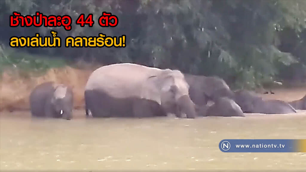 มาทั้งโขลง! ช้างป่าละอู ร้อนจัด พากันมาลงเล่นน้ำ ถึง 44 ตัว (คลิป) มาทั้งโขลง! ช้างป่าละอู ร้อนจัด พากันมาลงเล่นน้ำ ถึง 44 ตัว (คลิป)