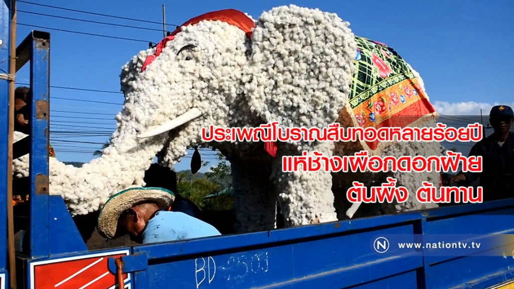 ประเพณีโบราณสืบทอดหลายร้อยปี แห่ช้างเผือกดอกฝ้าย ต้นผึ้ง ต้นทาน