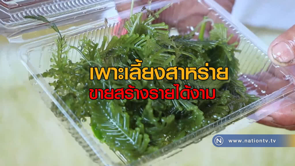 เพาะเลี้ยงสาหร่ายขาย สร้างรายได้ เพาะเลี้ยงสาหร่ายขาย สร้างรายได้
