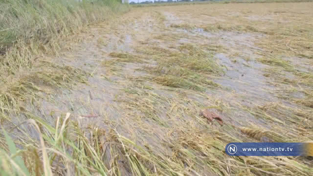 ฝนตก "น้ำท่วมขัง" รวงข้าวพร้อมเก็บเกี่ยว