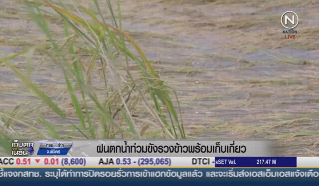 (คลิปข่าว) ฝนตกน้ำท่วมขังรวงข้าว พร้อมเก็บเกี่ยว