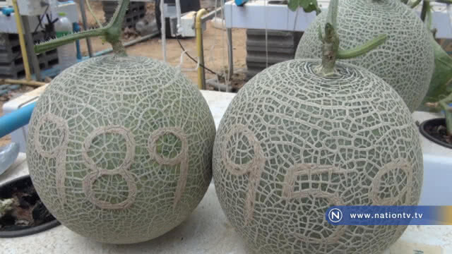 เบตงปลูกเมล่อนใช้งบ 9101 ผลผลิตดีสร้างรายได้ให้ชุมชน