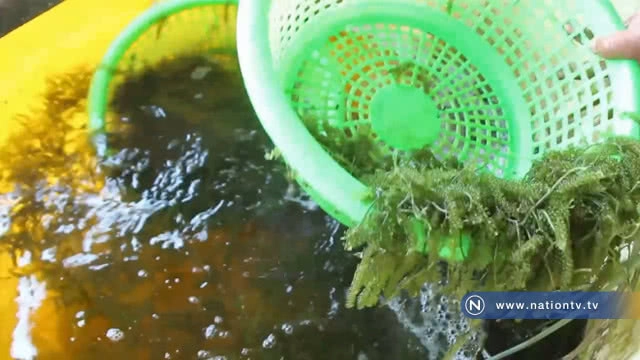 เพาะเลี้ยงสาหร่ายขาย สร้างรายได้