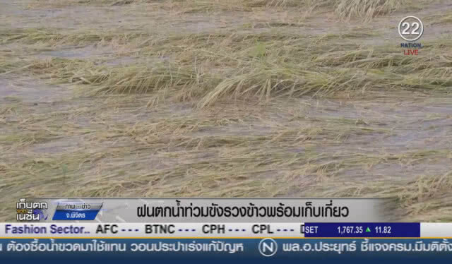 (คลิปข่าว) ฝนตกน้ำท่วมขังรวงข้าว พร้อมเก็บเกี่ยว