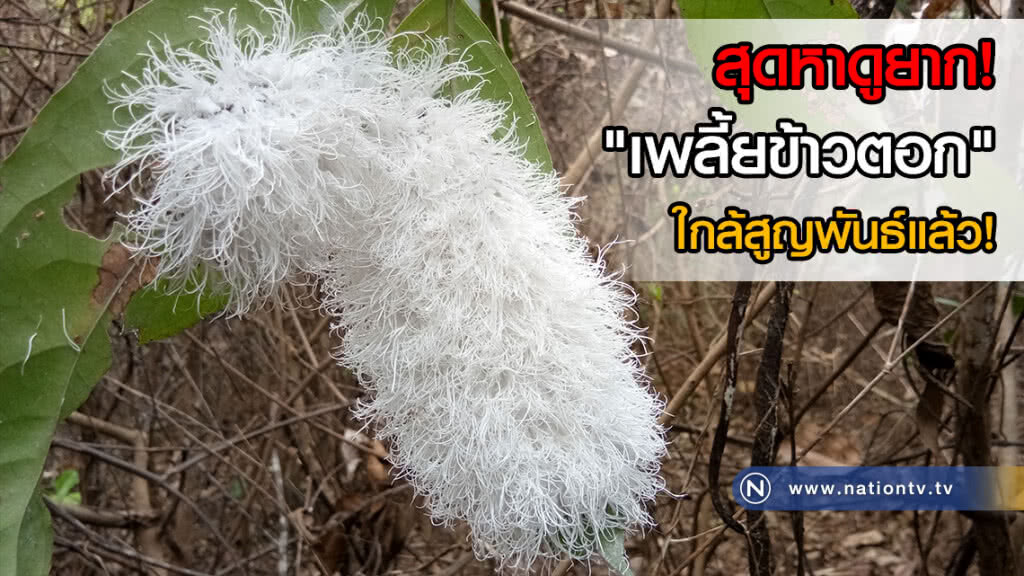 สุดหาดูยาก! "เพลี้ยข้าวตอก" ใกล้สูญพันธ์แล้ว!(คลิป) สุดหาดูยาก! "เพลี้ยข้าวตอก" ใกล้สูญพันธ์แล้ว!(คลิป)