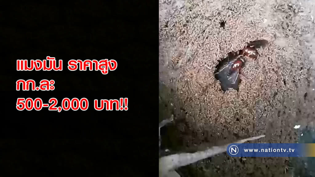 1 ปีมีเพียงครั้งเดียว!!ชาวบ้านเก็บแมงมัน ราคาสูงกก.ละ 500-2,000 บาท 1 ปีมีเพียงครั้งเดียว!!ชาวบ้านเก็บแมงมัน ราคาสูงกก.ละ 500-2,000 บาท