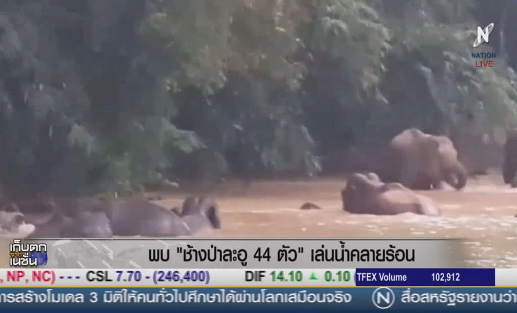 (คลิปข่าว) พบช้างป่าละอู 44 ตัว เล่นน้ำคลายร้อน