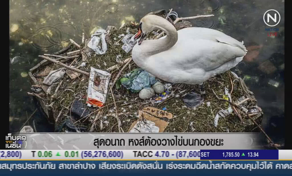 (คลิปข่าว) สุดอนาถ หงส์ต้องวางไข่บนกองขยะ (คลิปข่าว) สุดอนาถ หงส์ต้องวางไข่บนกองขยะ