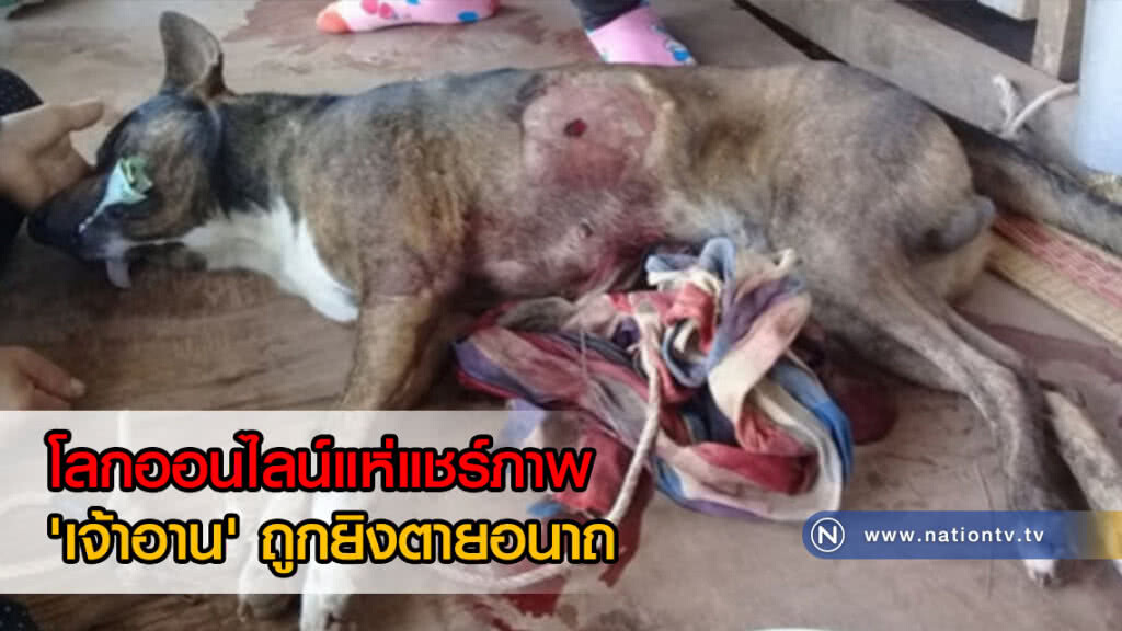 โซเชียลสุดอาลัย! 'เจ้าอาน' สุนัขหลังอานพันธุ์ผสมถูกยิงตายอนาถ