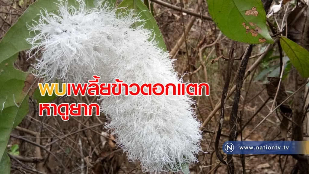 แปลก! พบเพลี้ยข้าวตอก แตก ขนปกปุย หาดูยาก แปลก! พบเพลี้ยข้าวตอก แตก ขนปกปุย หาดูยาก
